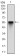 PDK2 Primary Antibody MP30710 [M3F2D7]