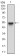 CTNNBL1 Primary Antibody MP30711 [M2H10F11]