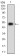 PKN1 Primary Antibody MP30717 [M4H10B1]