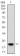CASP-7 Primary Antibody MP30727 [M4D10B2]