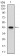 CD6 Primary Antibody MP30729 [M6B11G6]