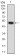 HDAC10 Primary Antibody MP30734 [M3B6B8]