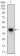 CDH17 Primary Antibody MP30737 [M7D10E1]