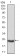 PKHD1 Primary Antibody MP30740 [M8G12A1]