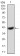 EIF5A Primary Antibody MP30744 [M4E10F6]