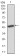PDGFRA Primary Antibody MP30745 [M8E12D1]