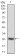 JAK2 Primary Antibody MP30747 [M5C12C9]
