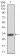 GAB1 Primary Antibody MP30748 [M5F11C8]