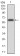 VAV2 Primary Antibody MP30757 [M3F5D3]