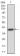 WTAP Primary Antibody MP30758 [M6B6B8]