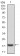CASP3 Primary Antibody MP30759 [M3D4D7]