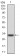 P2RY13 Primary Antibody MP30760 [M6G12E10]