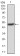 TIP60 Primary Antibody MP30761[M4B3B4]