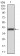 TUBB1 Primary Antibody MP30762 [M2A1A9]