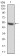 ADD1 Primary Antibody MP30763 [M5D4H1]