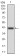 KCND2 Primary Antibody MP30764 [M5B11B9]