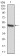 MAP3K7 Primary Antibody MP30765 [M3E8H4]