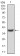 SELL Primary Antibody MP30769 [M8C8F3]