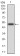 EZR Primary Antibody MP30771 [M6F1C3]