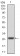CSF1R Primary Antibody MP30773 [M4C9G2]
