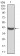 KCND2 Primary Antibody MP30774 [M7G6A10]