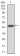 FGFR3 Primary Antibody MP30777 [M2H10B4]
