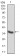 CTSD Primary Antibody MP30778 [M2H4H5]