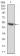 CSF3 Primary Antibody MP30785 [M7E4F7]