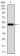 EMD Primary Antibody MP30790 [M8F5G2]