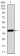 TFAP2A Primary Antibody MP30791 [M7D2B5]