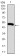 CSF3 Primary Antibody MP30792 [M8G5F7]