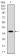 PDPK1 Primary Antibody MP30805 [M7E4G11]