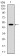 CD168 Primary Antibody MP30807 [M2F2C9]