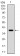 TERT Primary Antibody MP30809 [M3H2G9]