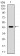 ERBB4 Primary Antibody MP30811 [M4E7G5]