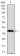 BMP2 Primary Antibody MP30813 [M9E10D6]
