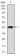 CBX4 Primary Antibody MP30815 [M6C5G3]