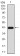 ERCC1 Primary Antibody MP30827 [M1A5A2]