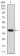 HDAC2 Primary Antibody MP30829 [M4D8C3]
