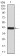 TARDBP Primary Antibody MP30830 [M7F9A6]