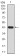 GLI1 Primary Antibody MP30831 [M1B9F8]