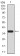 RAD18 Primary Antibody MP30832 [M2G8C10]