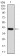 Rab13 Primary Antibody MP30835 [M8E8E2]