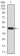 Rab13 Primary Antibody MP30844 [M7G8A4]