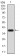 AOF1 Primary Antibody MP30847 [M5E10C1]