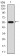 ATG16L1 Primary Antibody MP30848 [M8F8C2]