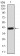 LRP1 Primary Antibody MP30851 [M3F12E2]