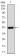 Rab8 Primary Antibody MP30852 [M7G8B11]