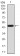 SALL4 Primary Antibody MP30859 [M1E11A4]