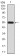 DDX39B Primary Antibody MP30867 [M3A2B2]